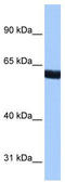 Zinc Finger Protein 350 antibody, TA331787, Origene, Western Blot image 