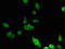 Inhibitor of growth protein 5 antibody, orb51834, Biorbyt, Immunofluorescence image 