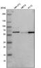 G-Patch Domain And KOW Motifs antibody, PA5-51374, Invitrogen Antibodies, Western Blot image 