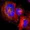 FKBP Prolyl Isomerase 1B antibody, HPA012595, Atlas Antibodies, Immunofluorescence image 