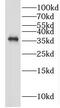 Growth arrest-specific protein 1 antibody, FNab03349, FineTest, Western Blot image 