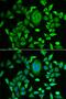 Retinol Binding Protein 3 antibody, PA5-76933, Invitrogen Antibodies, Immunofluorescence image 