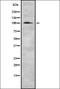 Choline acetyltransferase antibody, orb336801, Biorbyt, Western Blot image 