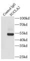 Succinyl-CoA ligase [ADP-forming] subunit beta, mitochondrial antibody, FNab08369, FineTest, Immunoprecipitation image 