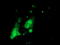 Phosphoglycerate Mutase 2 antibody, TA503400, Origene, Immunofluorescence image 