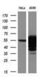 Aldehyde Dehydrogenase 3 Family Member A1 antibody, NBP2-02483, Novus Biologicals, Western Blot image 