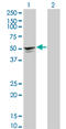 Sarcoglycan Alpha antibody, LS-C198180, Lifespan Biosciences, Western Blot image 