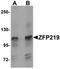 Zinc Finger Protein 219 antibody, orb75585, Biorbyt, Western Blot image 