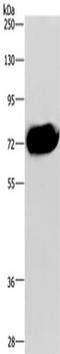 Cell division cycle protein 16 homolog antibody, TA350739, Origene, Western Blot image 
