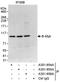 MYB Proto-Oncogene Like 2 antibody, A301-656A, Bethyl Labs, Immunoprecipitation image 