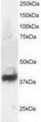 Neuronal-specific septin-3 antibody, TA302782, Origene, Western Blot image 