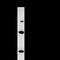 DNA-binding protein SATB2 antibody, LS-C342331, Lifespan Biosciences, Immunoprecipitation image 