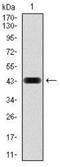 Ras-related protein Rap-1A antibody, NBP2-37495, Novus Biologicals, Western Blot image 