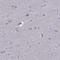 FEZ Family Zinc Finger 1 antibody, PA5-67305, Invitrogen Antibodies, Immunohistochemistry frozen image 
