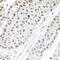 AlkB Homolog 4, Lysine Demethylase antibody, 23-201, ProSci, Immunohistochemistry frozen image 
