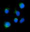 Serine incorporator 3 antibody, A05936-2, Boster Biological Technology, Immunofluorescence image 