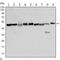 Forkhead Box D3 antibody, LS-C812604, Lifespan Biosciences, Western Blot image 