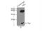 Fission, Mitochondrial 1 antibody, 10956-1-AP, Proteintech Group, Immunoprecipitation image 