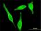 Staufen Double-Stranded RNA Binding Protein 1 antibody, H00006780-M02, Novus Biologicals, Immunofluorescence image 