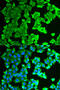 Ribosomal Protein Lateral Stalk Subunit P0 antibody, 15-114, ProSci, Immunofluorescence image 