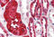 Ferritin Heavy Chain 1 antibody, MBS242639, MyBioSource, Immunohistochemistry frozen image 