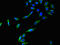 Cyclin-C antibody, CSB-PA004810LA01HU, Cusabio, Immunofluorescence image 