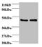 AHSA1 antibody, A51785-100, Epigentek, Western Blot image 