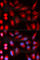 DNA Cross-Link Repair 1C antibody, A5615, ABclonal Technology, Immunofluorescence image 