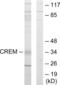 CAMP Responsive Element Modulator antibody, abx013572, Abbexa, Western Blot image 