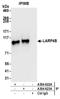 La-related protein 4B antibody, A304-623A, Bethyl Labs, Immunoprecipitation image 