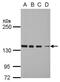 DEAD-Box Helicase 46 antibody, GTX115308, GeneTex, Western Blot image 