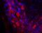 Galanin receptor type 2 antibody, PA5-77441, Invitrogen Antibodies, Immunohistochemistry frozen image 