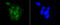 Microprocessor complex subunit DGCR8 antibody, 14-014, ProSci, Immunofluorescence image 