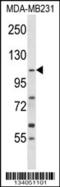 COPB antibody, 57-343, ProSci, Western Blot image 