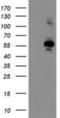 Osm antibody, NBP2-01134, Novus Biologicals, Western Blot image 