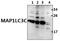 Microtubule-associated proteins 1A/1B light chain 3C antibody, PA5-75155, Invitrogen Antibodies, Western Blot image 