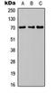 Inositol Polyphosphate-5-Phosphatase J antibody, orb256629, Biorbyt, Western Blot image 