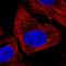 Doublesex- and mab-3-related transcription factor A1 antibody, HPA062253, Atlas Antibodies, Immunofluorescence image 