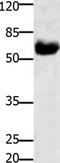 GDNF family receptor alpha-1 antibody, TA322638, Origene, Western Blot image 