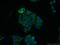 Seryl-TRNA Synthetase antibody, 15162-1-AP, Proteintech Group, Immunofluorescence image 