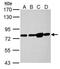 KDEL  antibody, NBP2-42848, Novus Biologicals, Western Blot image 