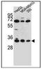 Olfactory Receptor Family 2 Subfamily T Member 3 antibody, AP53039PU-N, Origene, Western Blot image 