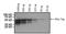 c-Myc Epitope Tag antibody, NBP2-37822, Novus Biologicals, Western Blot image 