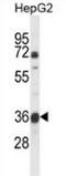  antibody, AP52732PU-N, Origene, Western Blot image 