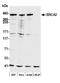BRCA2 antibody, A303-434A, Bethyl Labs, Western Blot image 