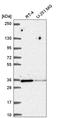Hmr antibody, HPA059742, Atlas Antibodies, Western Blot image 