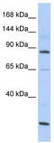 MutS Homolog 5 antibody, TA346021, Origene, Western Blot image 
