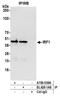 IRF1 antibody, A700-039, Bethyl Labs, Immunoprecipitation image 