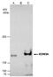 Jhdm2a antibody, PA5-78535, Invitrogen Antibodies, Immunoprecipitation image 