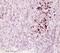 Neuronatin antibody, ab27266, Abcam, Immunohistochemistry paraffin image 
